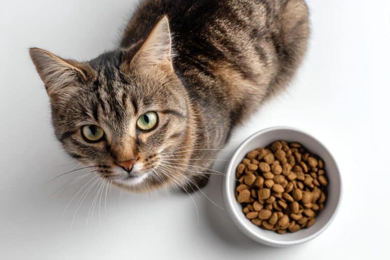 Tabby cat looking up next to a bowl of dry cat food on a white surface.