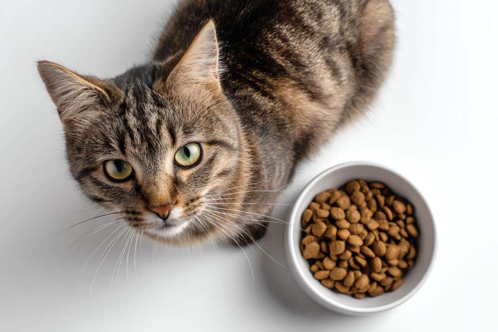 - פרסום ישראל Tabby cat looking up next to a bowl of dry cat food on a white surface.